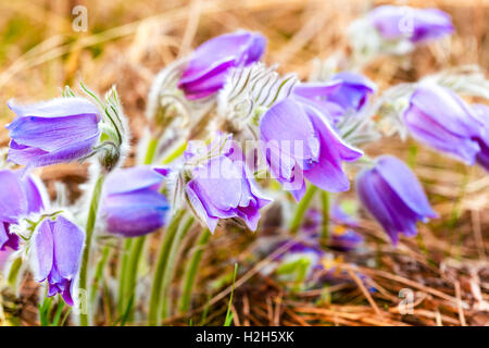 Wild-Frühling Blumen Pulsatilla Patens. Blühende Pflanze In der Familie Butterblume, heimisch in Europa, Russland, Mongolei, China, Canad Stockfoto