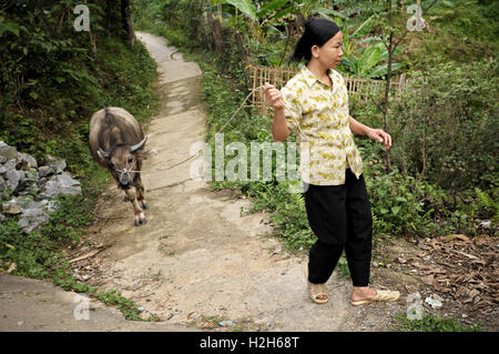 Frau und Wasserbüffel in einem Tay Dorf in der Nähe von Ha Giang, Nord-Vietnam Stockfoto