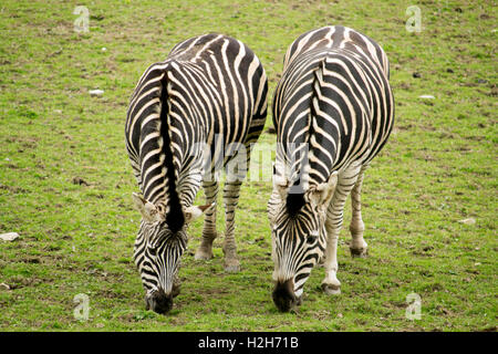 Zwei Zebras standen nebeneinander in einem Feld Rasen essen. Stockfoto