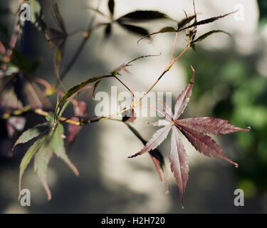 Der Zweig von einem dunklen Rot und grün Acer Baum, mit Schwerpunkt auf ein Blatt. Stockfoto