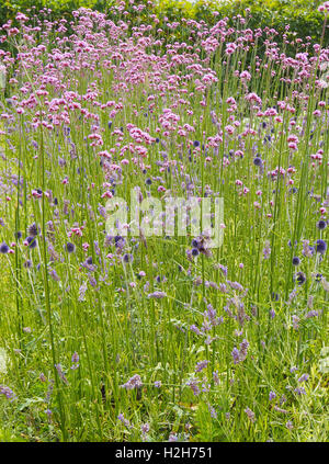 Eisenkraut wächst in eine Wildblumenwiese / Garten mit leuchtend blauen Echinops Ritro Globe Thistle bei der RHS Flower Show in Tatton Park in Cheshire 2016. Stockfoto