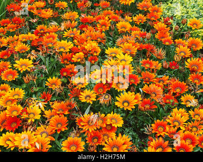 Orange Gazanias (eine Dürre tolerant Pflanze aus Südafrika) in voller Blüte. Stockfoto