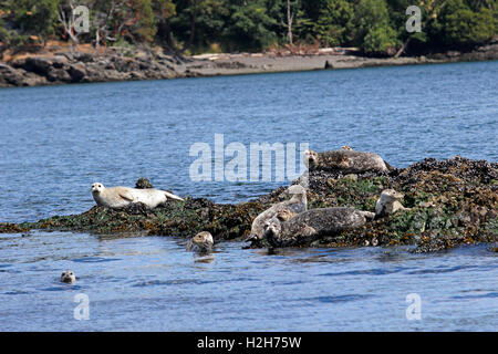 Seal Colony Aalen auf Felsen San Juan Inseln Washington State USA Pacific Coast Stockfoto