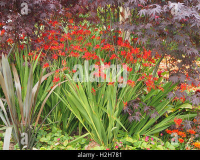 Büschel von Crocosmia Lucifer wächst in einem gemischten Beet mit einem dunklen lila rotblättrige Acer (Acer Palmatum Bloodgood) hinter. Stockfoto