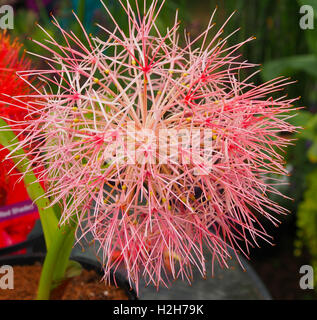 Nahaufnahme Makroaufnahme der Blütenstand einer Blut-Lilie (Haemanthus Multiflorus) auch bekannt als die Blut-Lilie. Stockfoto