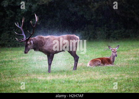 Erwachsene Hirsche drückt das Haar vor dem Regen, während ein kleines Reh kauerte auf dem Rasen zum Ausruhen bleibt. Stockfoto