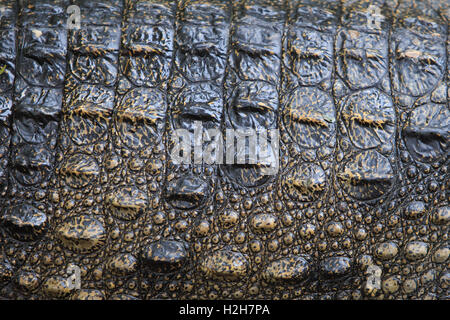 Bild von Krokodil und Haut geschlossen Stockfoto