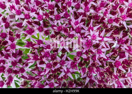 Hintergrund aus Blüten der Fetthenne, lat. Sedum Spectabile, Nahaufnahme Stockfoto