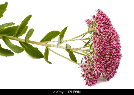 Blütenstand von Blumen Fetthenne close-up, lat. Sedum Spectabile, isoliert auf weißem Hintergrund Stockfoto