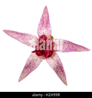 Blume der Fetthenne close-up, lat. Sedum Spectabile, isoliert auf weißem Hintergrund Stockfoto