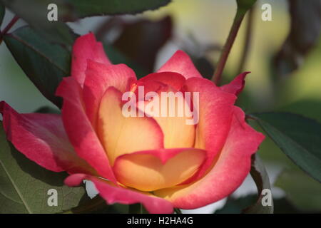 Rose-Double Delight Stockfoto