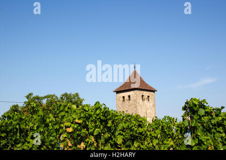 Französische Weinberg im Dorf Dambach-la-Ville von der elsässischen route Stockfoto