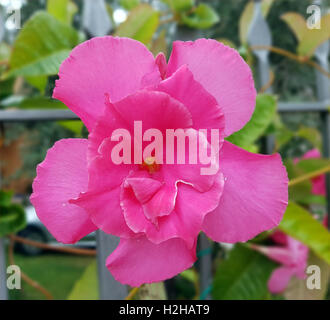 DIPLADENIA Sanderi; Sundaville Stockfoto