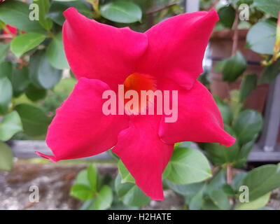 DIPLADENIA Sanderi; Sundaville Stockfoto