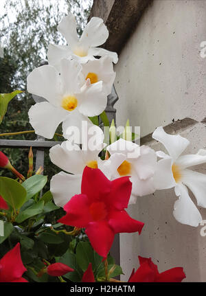 DIPLADENIA Sanderi; Sundaville Stockfoto