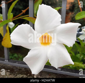 DIPLADENIA Sanderi; Sundaville Stockfoto