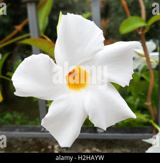 DIPLADENIA Sanderi; Sundaville Stockfoto