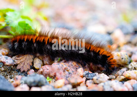 Die Larve oder Raupe ein Fox Moth (Macrothylacia Rubi). Stockfoto