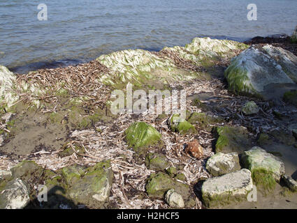 Algen bedeckten Felsen am Ufer Stockfoto