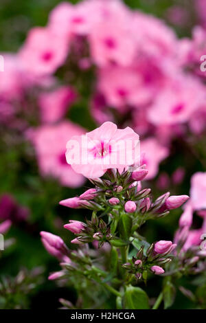 Phlox Light Pink Flame 'Bareleven' Blumen. Stockfoto