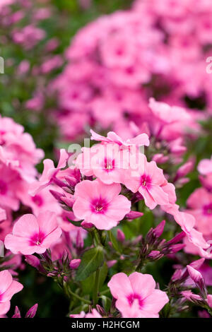 Phlox Light Pink Flame 'Bareleven' Blumen. Stockfoto