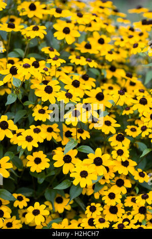 Rudbeckia Triloba. Brown eyed Susan Blumen. Stockfoto