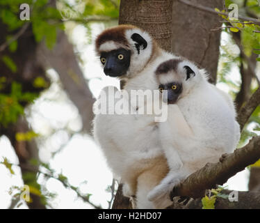 Lemur in der Struktur. Verreaux Sifaka, Propithecus Verreauxi, Mutter, baby, kauern, im natürlichen Lebensraum, Lemuren von Madagaskar Stockfoto