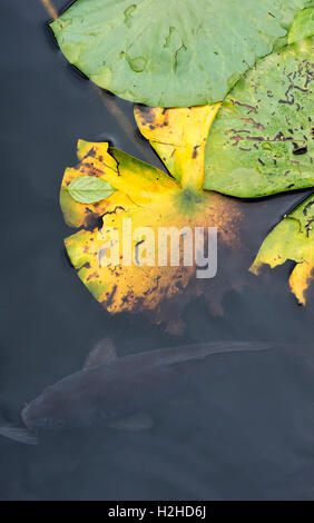 Lily Pads und koi Karpfen in einem Teich im Herbst. Großbritannien Stockfoto