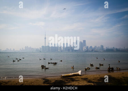 Kanadagänse vor ein Blick auf den CN Tower von den Inseln in Toronto, Kanada. Stockfoto
