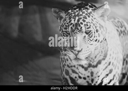 Leopard Nahaufnahme Portrait schwarz / weiß Stockfoto