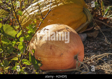 Kürbis-Porträts - große gelbe und orange Kürbisse wachsen in einem Pumpkin Patch im Herbst, Portugal Stockfoto