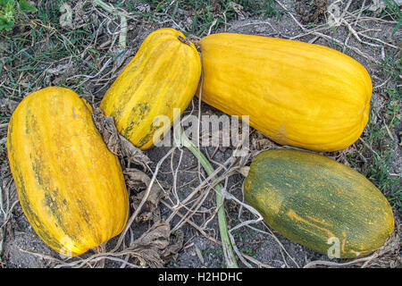 Kürbis-Porträts - gelb und grün - Pumpkin Patch im Herbst, Portugal Stockfoto