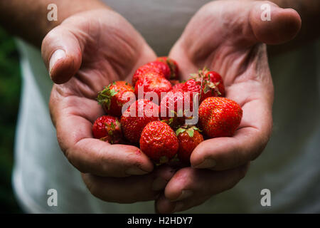 Bauern-Hände mit erntefrischen Erdbeeren. Geringe Schärfentiefe. Stockfoto