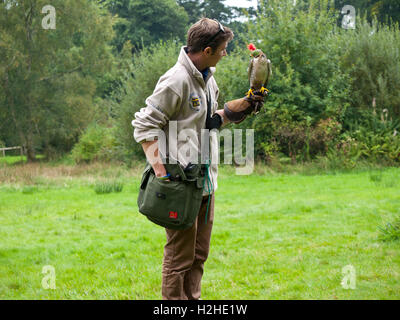 Bird Of Prey Trainer mit Falken bei Muncaster Castle, Cumbria, UK. Stockfoto