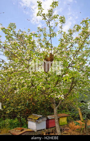 Schwarm von Bienen über den Baum in der Landschaft Stockfoto