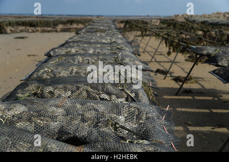 Austern gezüchtet im Royal Bay Grouville, Jersey, Kanalinseln Stockfoto