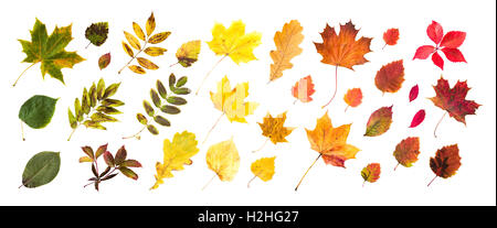 Sammlung von schönen farbigen Herbst Blätter Stockfoto