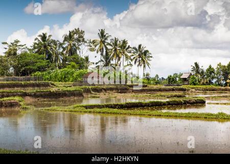 Indonesien, zentral-Bali, Pupuan, bewässerte Reisfelder überflutet mit Wasser zubereitet, Reis zu Pflanzen Stockfoto