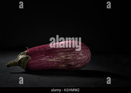 Zebra Aubergine auf schwarzem Hintergrund Stockfoto