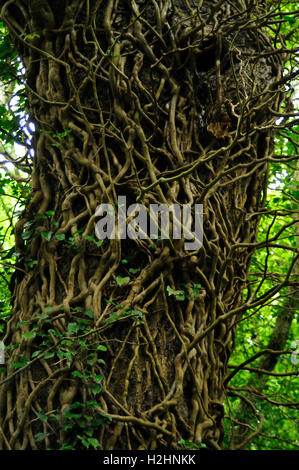 Baum und Schlingpflanze Reben Stockfoto