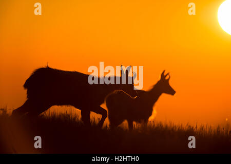 Chamois / Alpine Gemsen / Gaemse (Rupicapra Rupicapra) bei Sonnenaufgang auf Bergwiese, rot-Orange Hintergrundbeleuchtung, voller Atmosphäre. Stockfoto