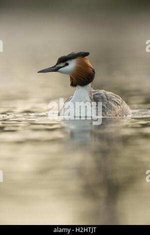 Toller Haubentaucher (Podiceps cristatus) Schwimmen auf ruhigem Wasser, in sanfter Beleuchtung, Frontalansicht, Tierwelt, Europa. Stockfoto