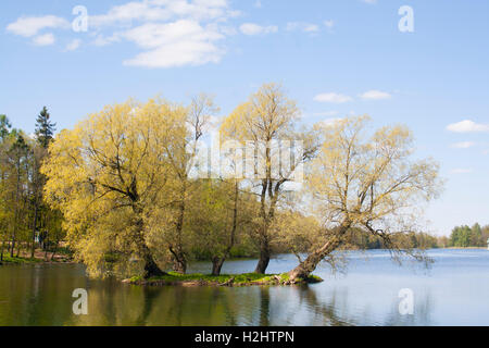 Linde auf einer winzigen Insel Stockfoto