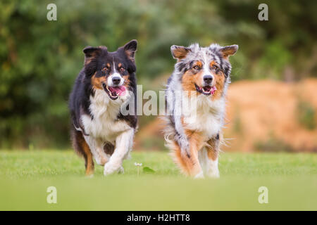 zwei Australian Shepherd Hunde laufen auf der Wiese Stockfoto