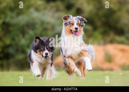 zwei Australian Shepherd Hunde laufen auf der Wiese Stockfoto