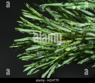 Wassertropfen auf Kiefer Zweig closeup Stockfoto