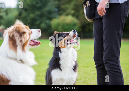 zwei Australian Shepherd Hunde warten vor einem Mädchen für eine Behandlung Stockfoto