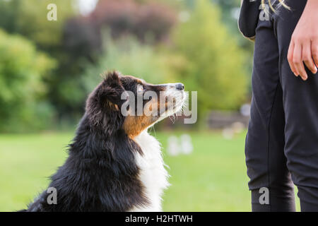 zwei Australian Shepherd Hunde warten vor einem Mädchen für eine Behandlung Stockfoto