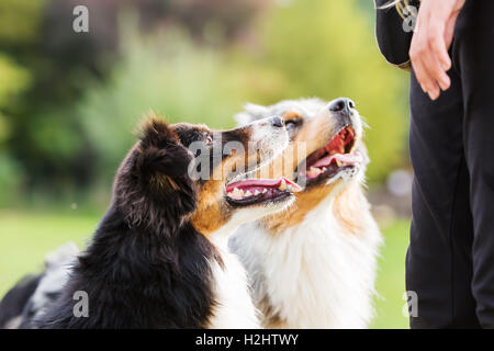 zwei Australian Shepherd Hunde warten vor einem Mädchen für eine Behandlung Stockfoto