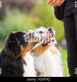 zwei Australian Shepherd Hunde warten vor einem Mädchen für eine Behandlung Stockfoto